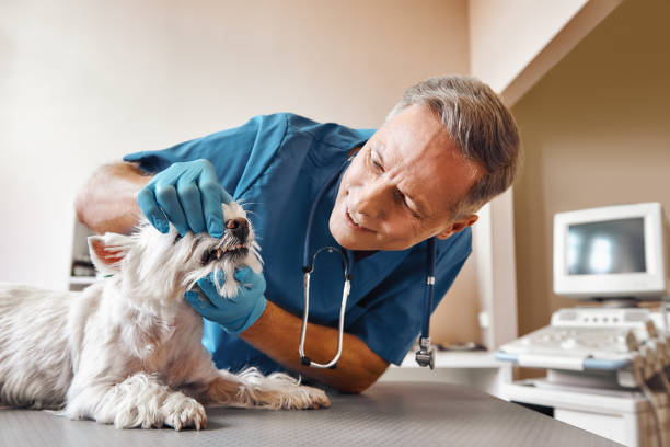 Best Urgent Dental Care for Toothache in Spout Springs, NC